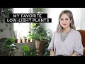 30 Favorite Low-Maintenance LOW LIGHT INDOOR PLANTS + Styling Tips | Julie Khuu