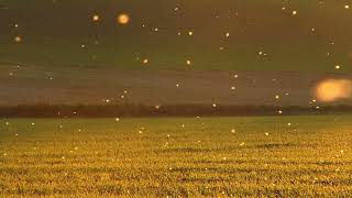 Captivating the Night with Fireflies