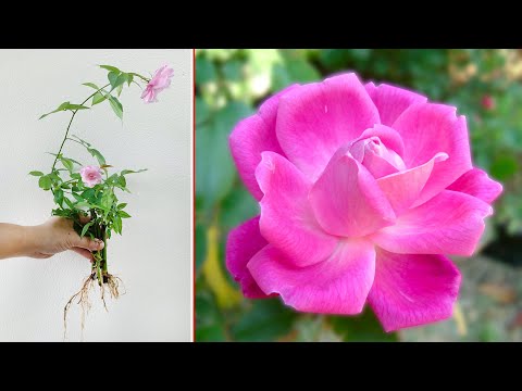 Vídeo: Rosas de escalada para a zona 8 - dicas sobre como cultivar rosas de escalada na zona 8