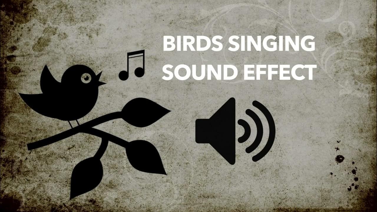 birds-singing-sound-effects-high-quality-youtube