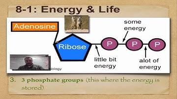 Chapter 8 Part 1- Energy & Life