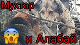 ‼Мухтар встретил соседа алабая😱🐶