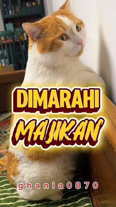 DIMARAHI MAJIKAN #cat #subscribe #kucinglucu #kucing #cats #funny #shorts #short #reels #viral #fyp