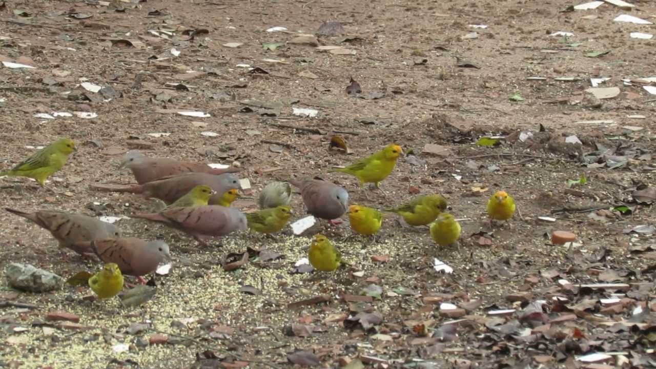 soltura-de-aves-can-rio-da-terra-verdadeiro-saffron-finch-sicalis