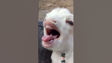 Funny Animal Sounds In Wildlife: Buffalo, Panda, Giraffe, Cow, Goat, Dog,... | Animal Moments#viral