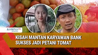 KISAH MANTAN KARYAWAN BANK SUKSES JADI PETANI TOMAT