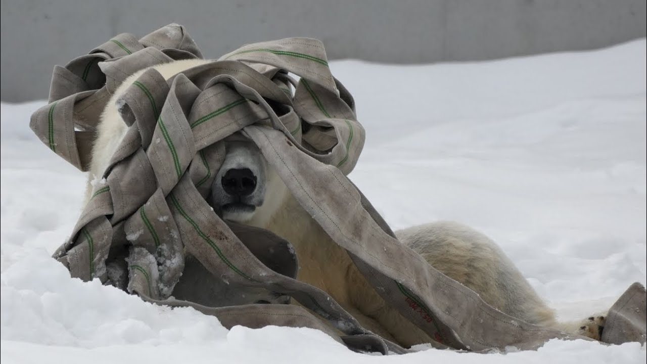 2026 3 9 円山動物園 リラ ライト