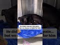 Please consider donating to help💔#usa #canada #uk