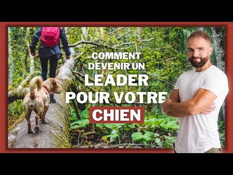 Vidéo: Comment traiter la constipation chez les chiens : 9 étapes (avec photos)