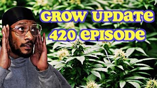 🌬🍃420 Episode of Growing 🌱Kush