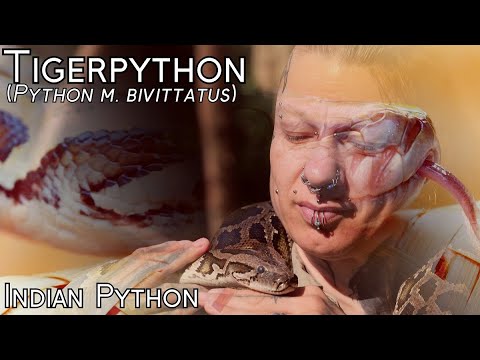 Burmese Python (Python molurus bivittatus) Captive Breeding at the Reptilium - Episode 6 - with E...