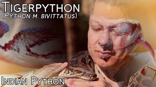 Tigerpython (Python molurus bivittatus) Nachzucht Reptilium - Folge 6  - with English subtitle