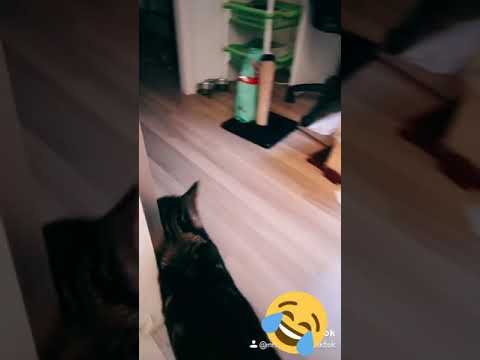 Video: Katten Die Geobsedeerd Zijn Door Eten – Kat Heeft Altijd Honger