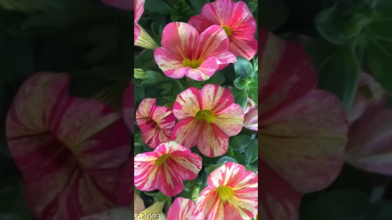 Nature’s colors, heart’s comfort.