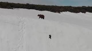 Настойчивый медвежонок на скальном обрыве...