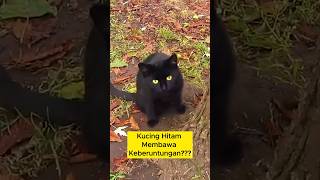 Kucing Hitam Membawa Keberuntungan 