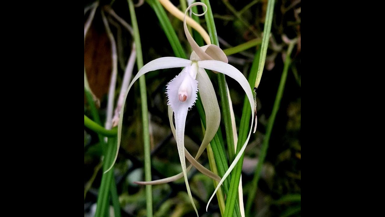 brassavola cucullata