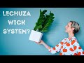 How To Grow Plants In Lechuza Planters With Wick System - Cube 16, Cube 14, Canto 14