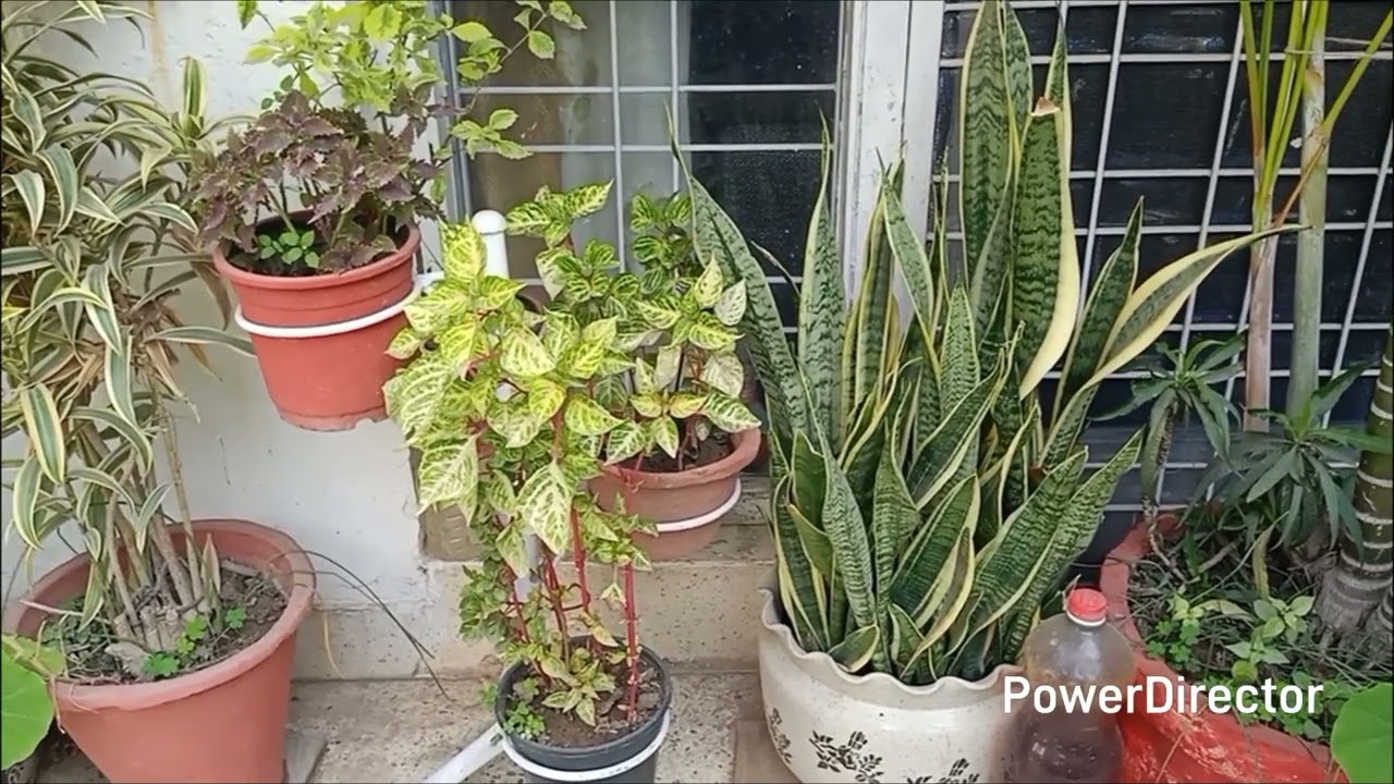 Многолетние растения — 5 основных работ, которые нужно выполнить в феврале/марте.