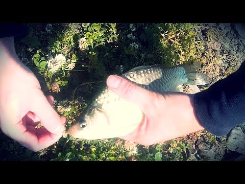 თევზაობა წალკაში 2017