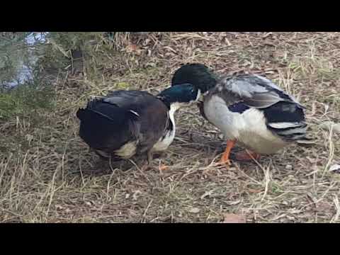 რობერტ იანტბელიძე,ნატახტარში,ჩემთან..