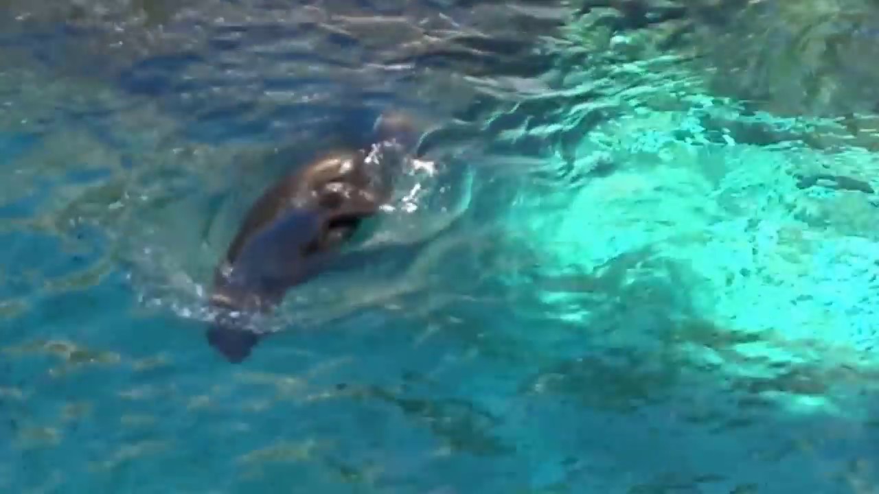 West Edmonton Mall Seals and Sea Lions YouTube