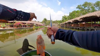 ✅ Cần câu mini trốn vợ giá rẻ mãi đỉnh, solo hồ câu cá giải trí 40k Sài Gòn | DUY FISHING