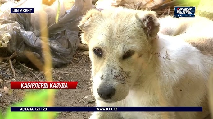 Олар сені дәл киіміңмен ұрады Жыныстық қудалау туралы бейнені қараңыз.