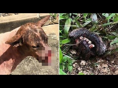 drunk-man-hacked-off-dog’s-nose-for-fun-when-it-came-begging-for-food