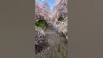 سمرا يا حوريه فيروز 