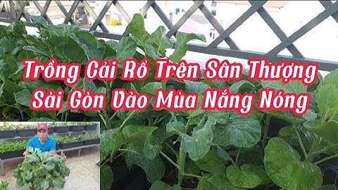 Cách Trồng Cải Rổ Trên Sân Thượng Vào Mùa Nắng Nóng#32Hoa_Nongdansanthuong