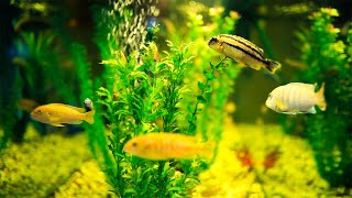 Relaxing Music With Beautiful Nature - Peaceful Piano & Beautiful Ocean Fish By Relax Time