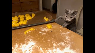 8 New Times-Russian Blue Times-The First Bath With Your Cat And Baking
