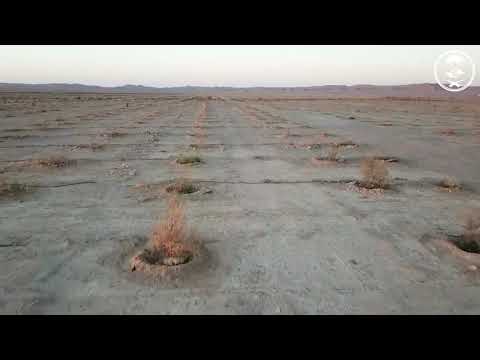 إنجاز مشروع التشجير الوطني الثاني في تبوك