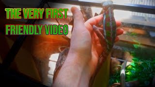 The very first video of my famous chameleon
