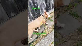 Amazing dog walks! 🤩 😻 !! #walk #warzone #iran #iraq #israel #pakistan #puppy