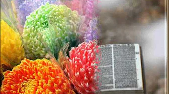 de colores-joan baez.wmv de colores-joan baez.wmv