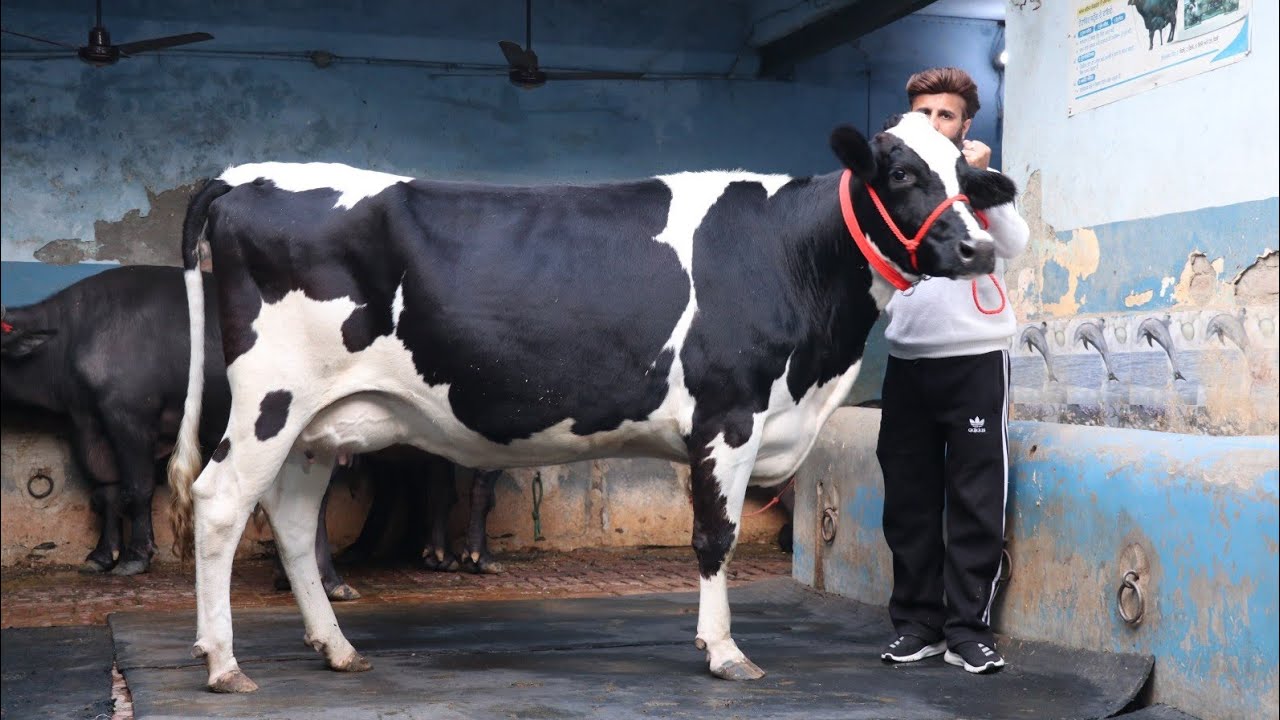 Successful dairy farmers| सफल डेयरी फ़ार्म की कसौटी पर कैसी रही वाहेगुरु डेयरी की 55 लीटर वाली एच एफ