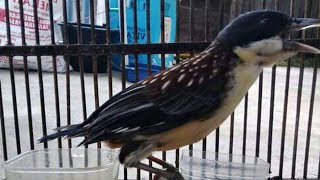 Suara Cica Matahari GACOR | Masteran Tembakan Lantang CENDET Untuk Isian Burung Kicau BAHAN