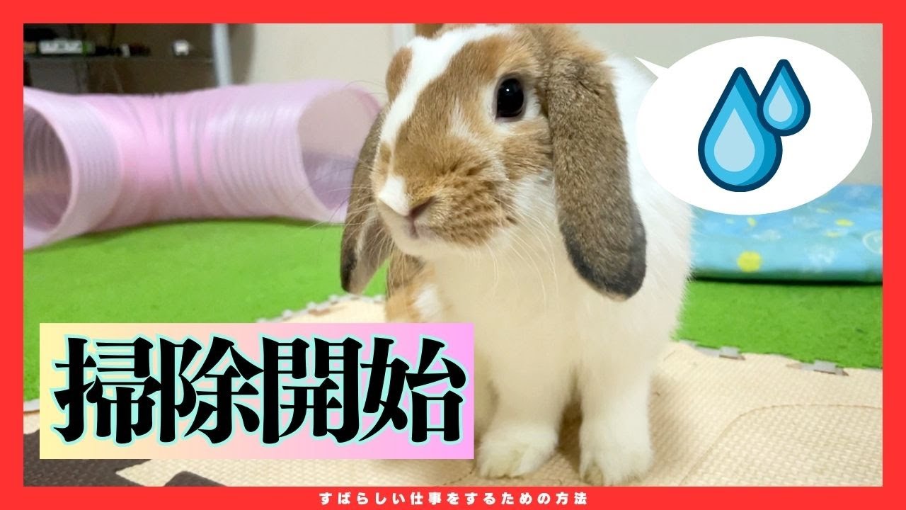 お家がなくなって動揺が止まらない垂れ耳うさぎさん【ロップイヤー