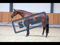 (SOLD) Hermiona schooling