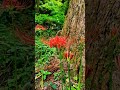 星野村 室山熊野神社 #神社 #癒し #子どもと #お出かけ #福岡県 #八女市 #星野村