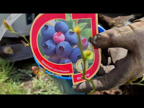 Video: Nykštukinės Vyšnios Jūsų Sode. Auginimas, Nuotrauka