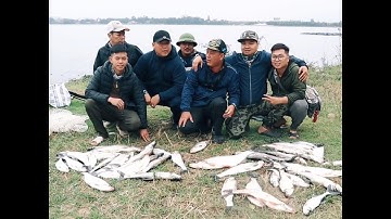 Mùa săn cá Ngão, cá Thiểu đã đến #Shorts