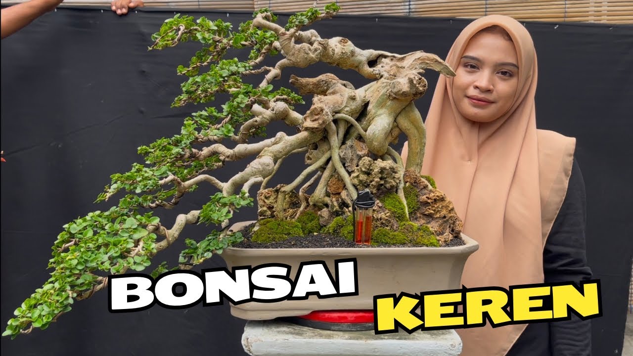 Review Harga Bonsai Prospek Kontes