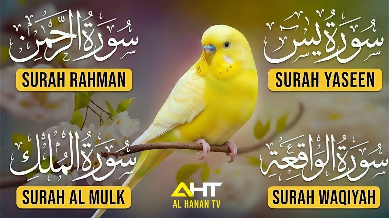 Soothing & Beautiful Surah Yaseen | Surah Rahman | Surah Waqiah | Surah Mulk | Al Hanan Tv