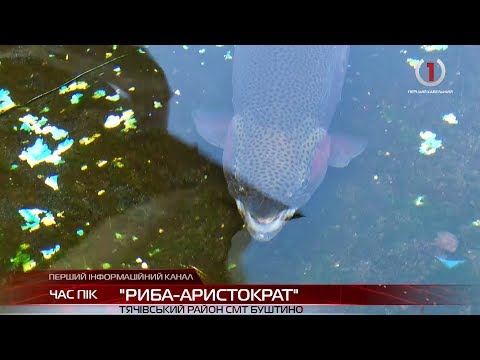 Унікальне рибне господарство змушує туристів їхати на Закарпаття