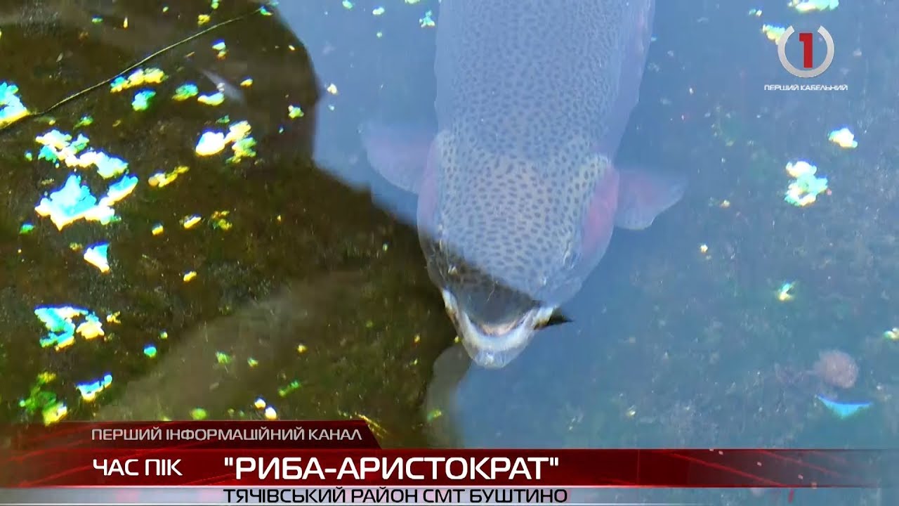 Унікальне рибне господарство змушує туристів їхати на Закарпаття