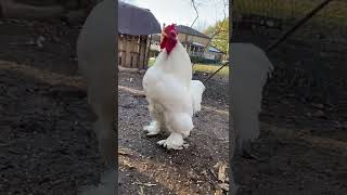 Famous Bantam Cochin Rooster Crow Wealth