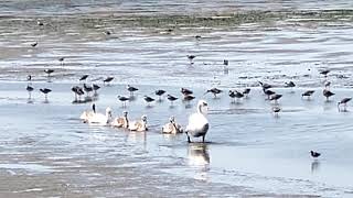 The Swans Arrive